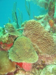 stoney coral