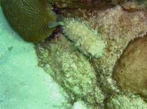 bridled burrfish