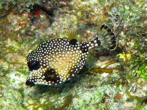 juvenile trunk fish