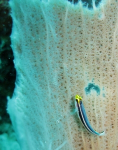 goby fish