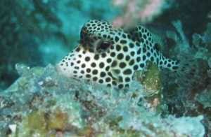 juvenile trunk fish