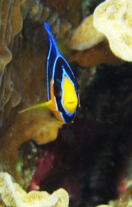 juvenile queen angel fish