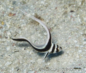 juvenile drum fish