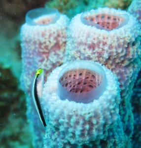 stove pipe sponge with yellownose goby