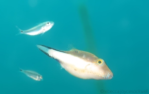 sharpnose puffer fish
