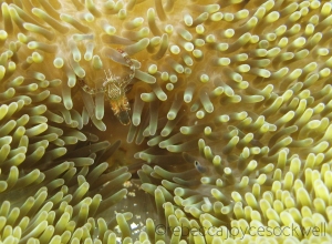 anemone shrimp