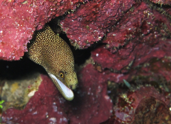 spotted eel