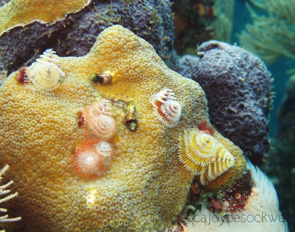 christmas tree worms and blennies